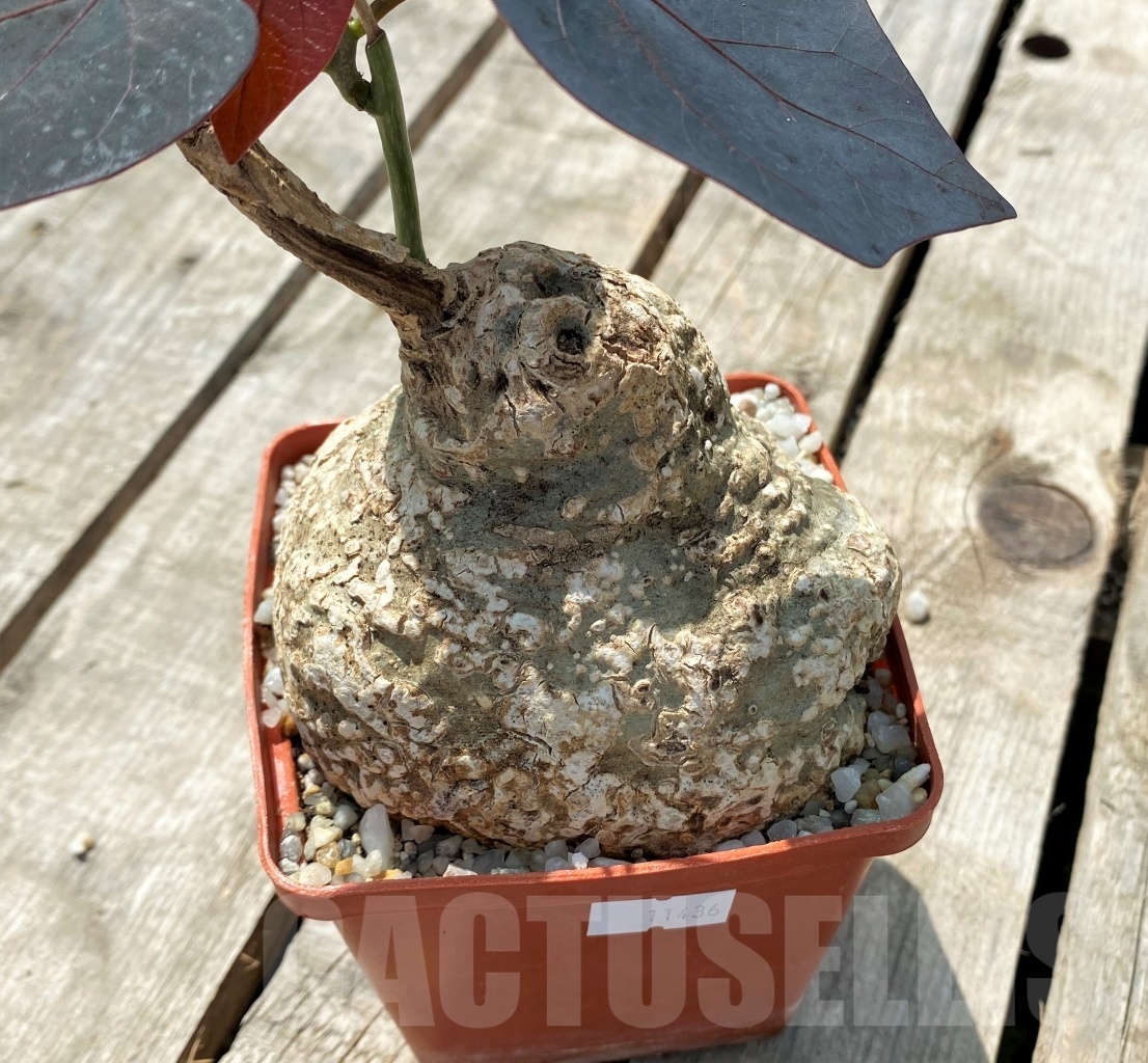 SHPR11436 Adenia epigea - Image 2