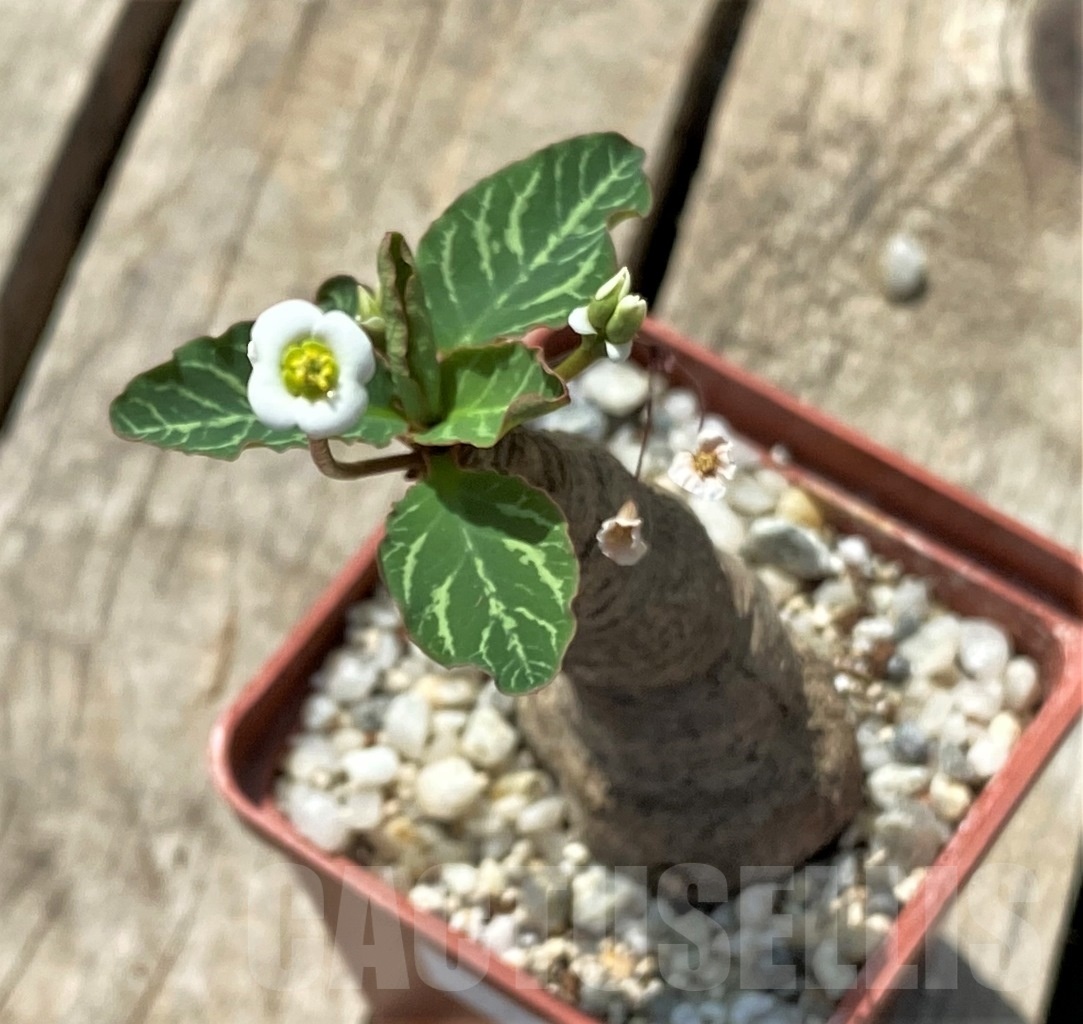 SHPR11437 Euphorbia spannringii