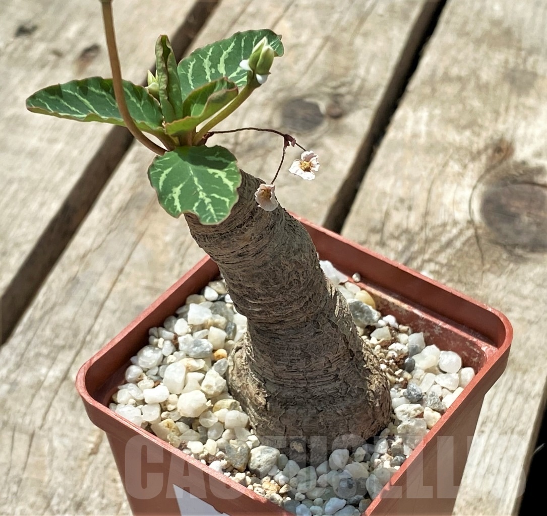 SHPR11437 Euphorbia spannringii - 画像 (2)