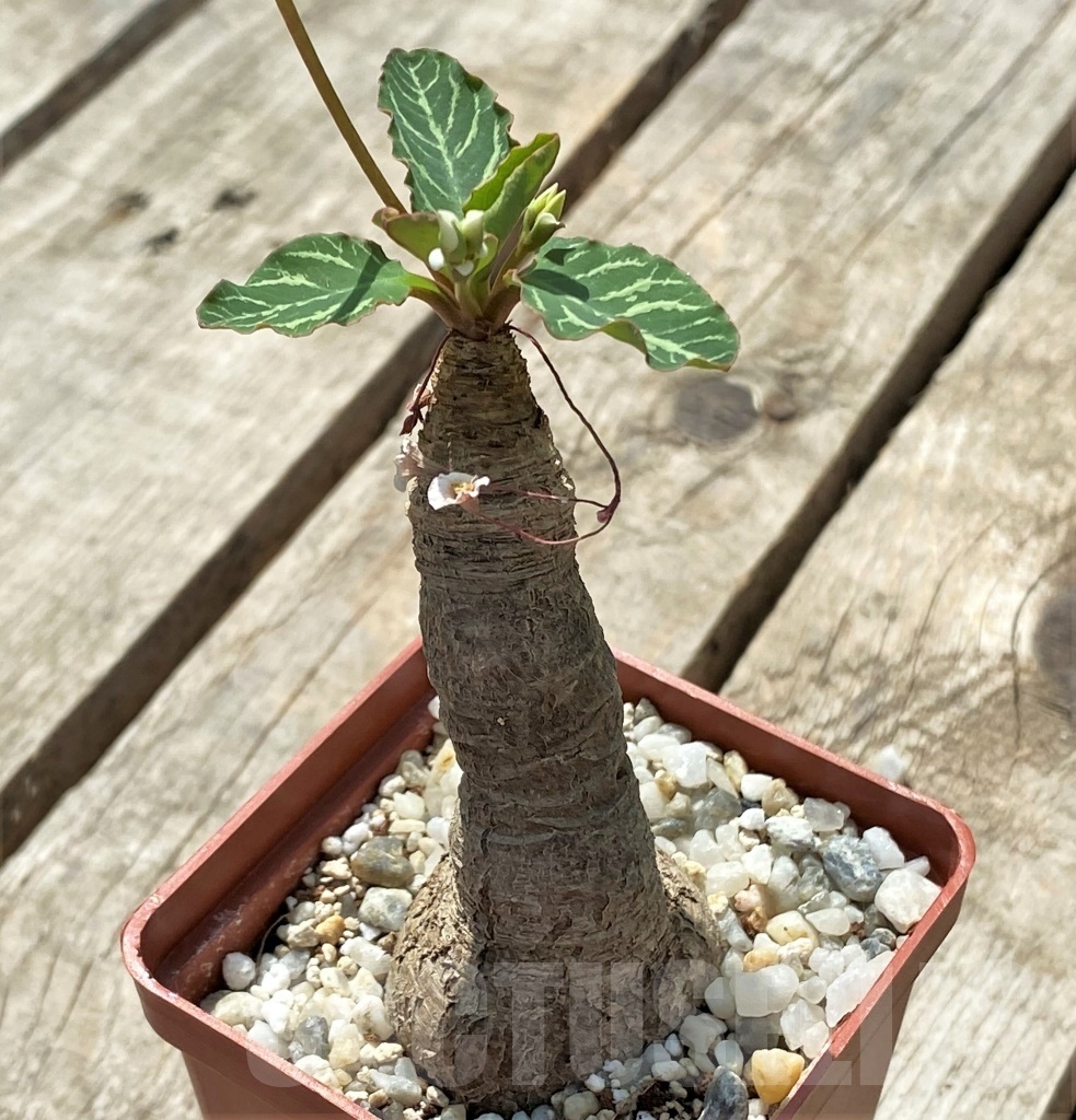 SHPR11437 Euphorbia spannringii - 画像 (3)