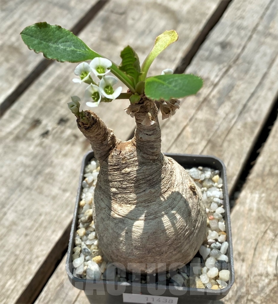 SHPR11438 Euphorbia primulifolia - Image 2