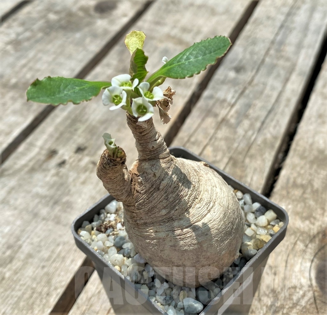 SHPR11438 Euphorbia primulifolia