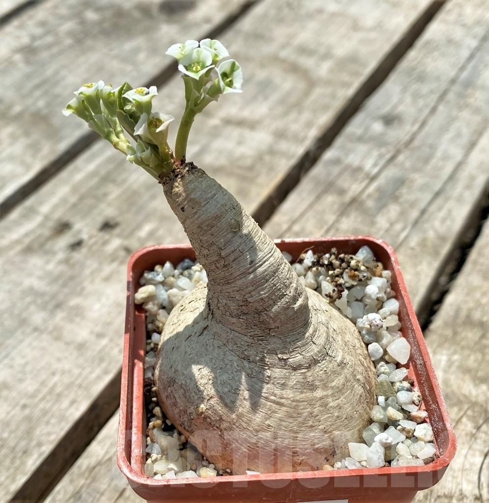 SHPR11439 Euphorbia primulifolia - Image 2