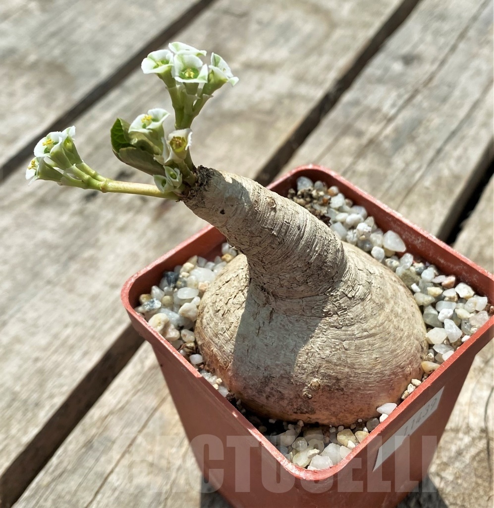 SHPR11439 Euphorbia primulifolia - Image 3