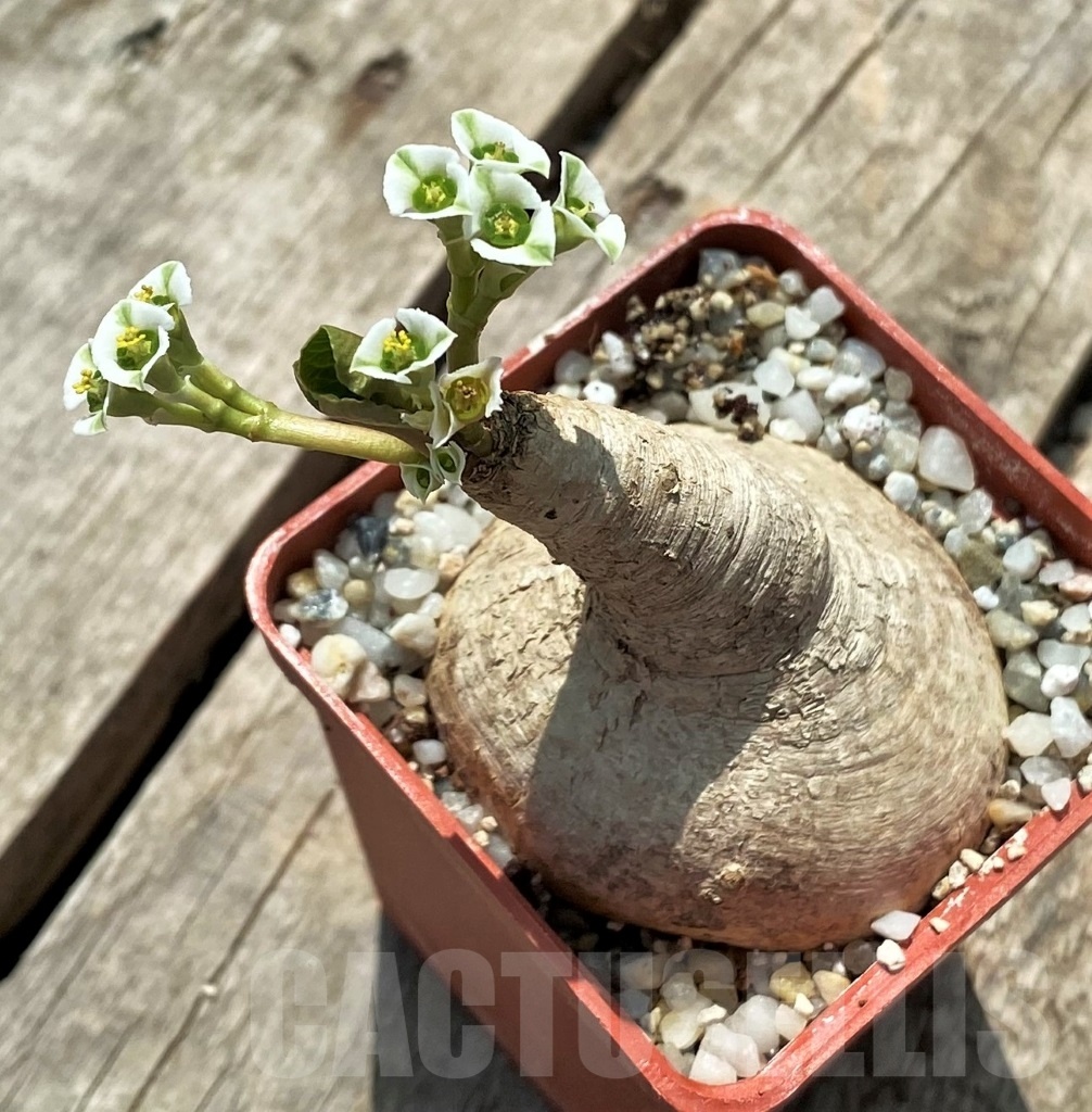 SHPR11439 Euphorbia primulifolia