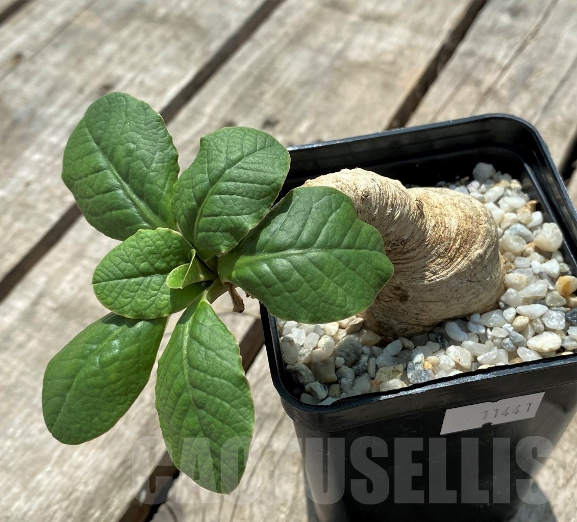 SHPR11441 Euphorbia primulifolia