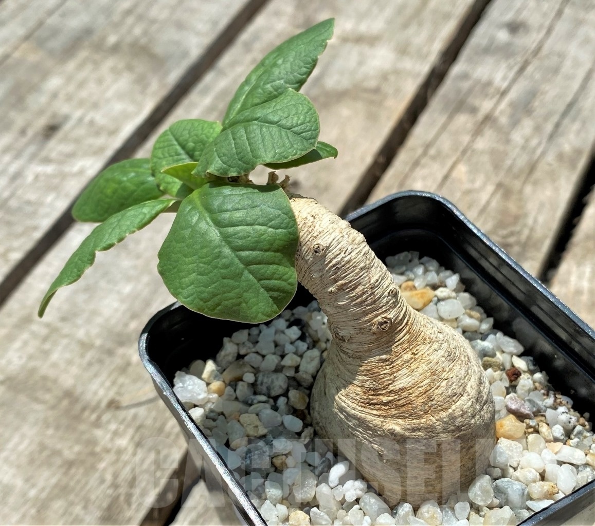 SHPR11441 Euphorbia primulifolia - Obrázek 2