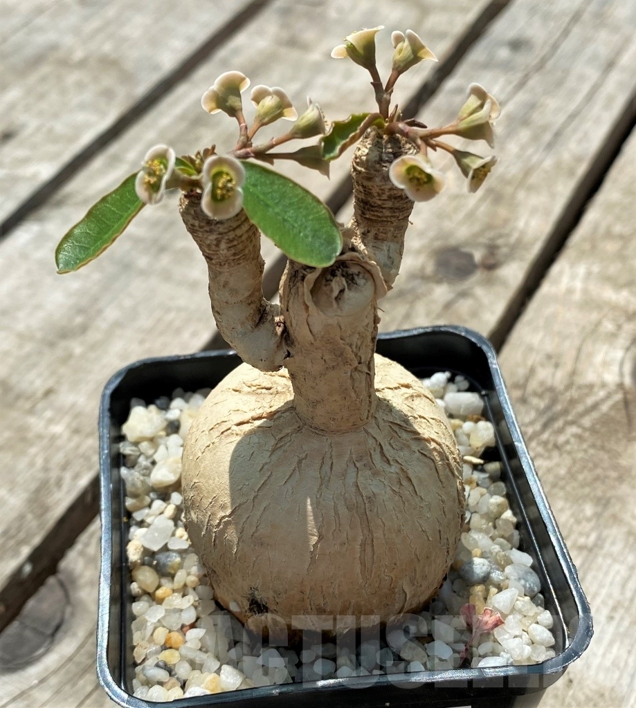 SHPR11442 Euphorbia subapoda