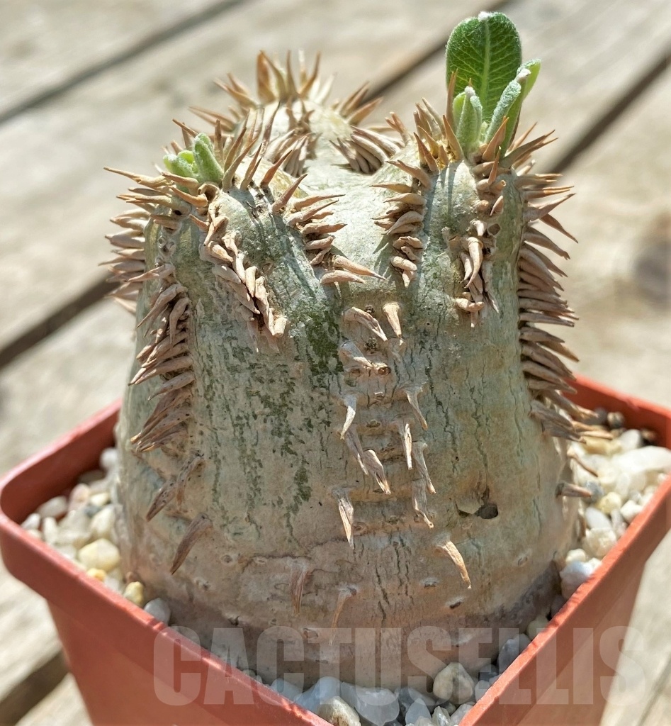 SHPR11443 Pachypodium eburneum