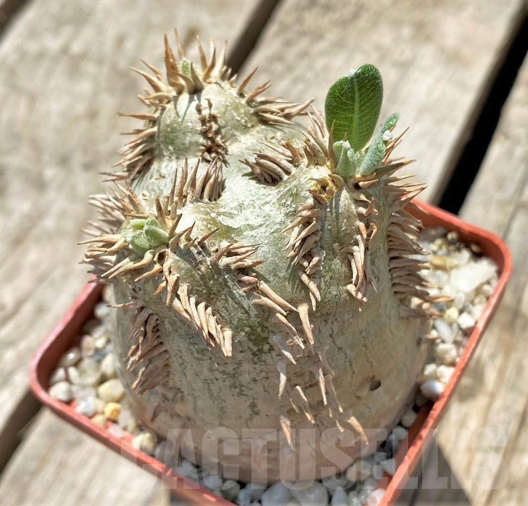 SHPR11443 Pachypodium eburneum - Image 2