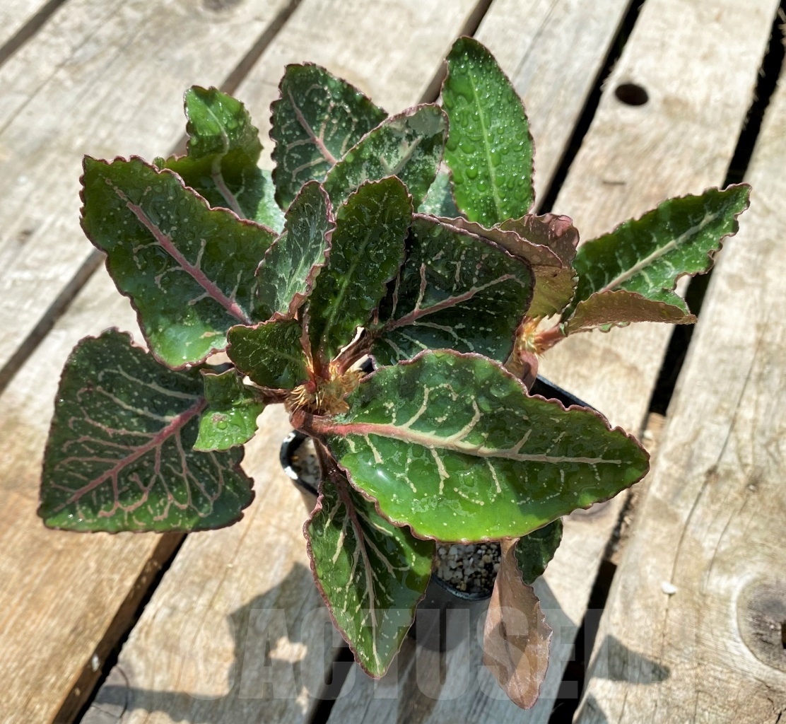 SHPR11449 Euphorbia francoisii hybrid
