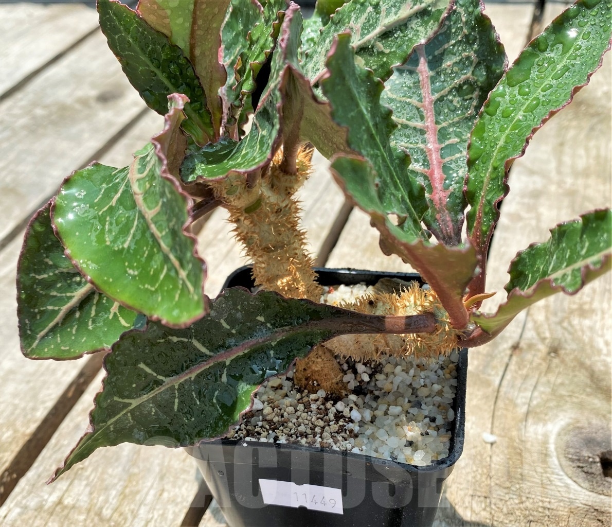 SHPR11449 Euphorbia francoisii hybrid - Image 2