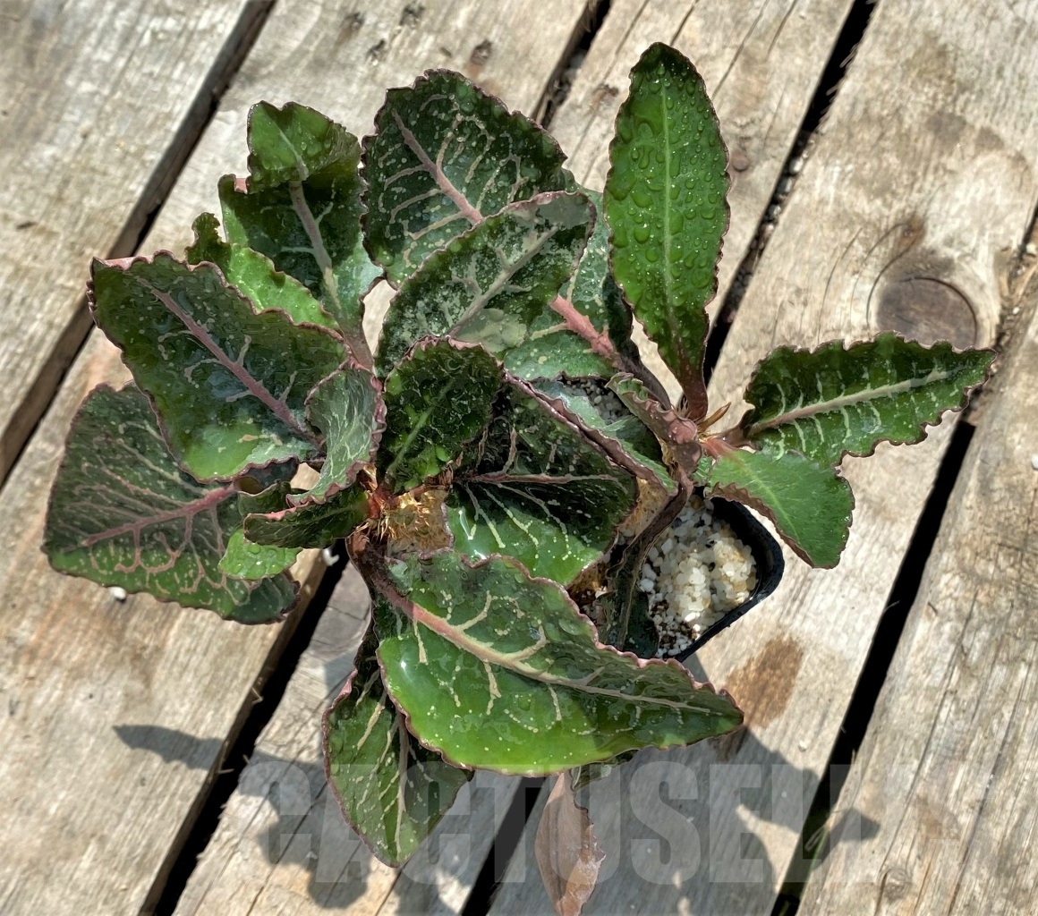 SHPR11449 Euphorbia francoisii hybrid - Image 3