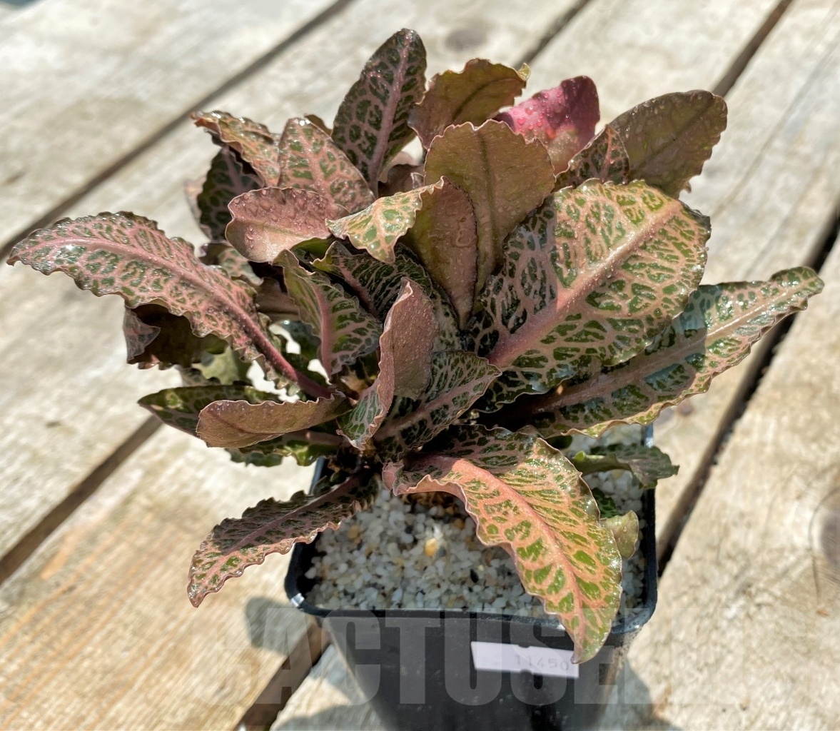 SHPR11450 Euphorbia francoisii hybrid