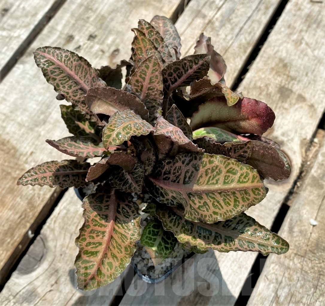 SHPR11450 Euphorbia francoisii hybrid - Image 3