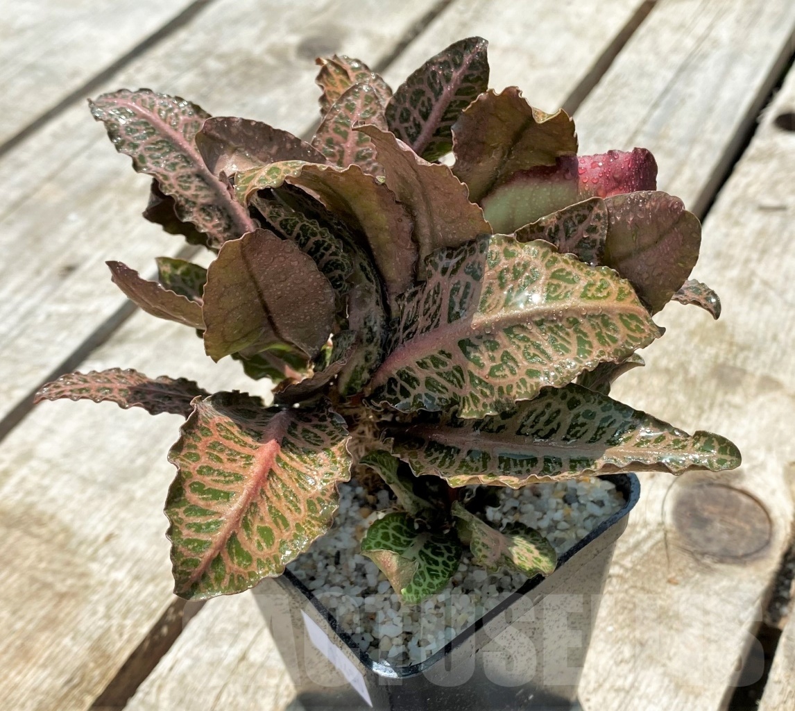 SHPR11450 Euphorbia francoisii hybrid - Image 2