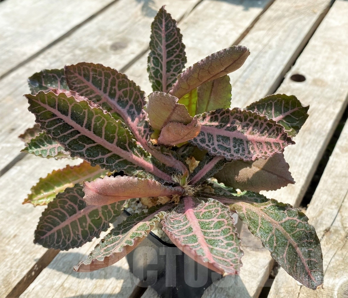 SHPR11451 Euphorbia francoisii hybrid