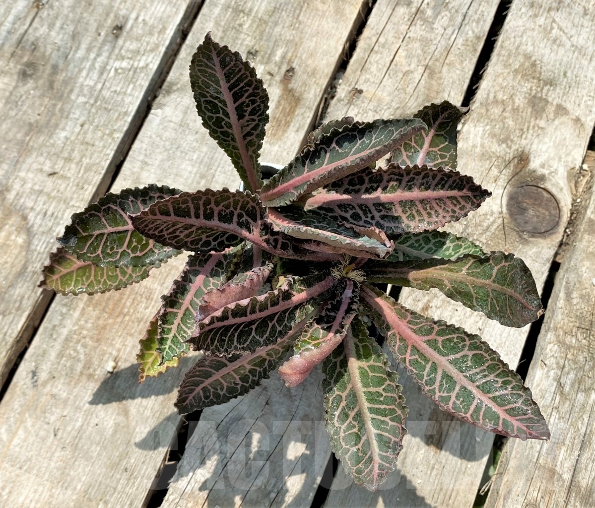 SHPR11451 Euphorbia francoisii hybrid - Image 2