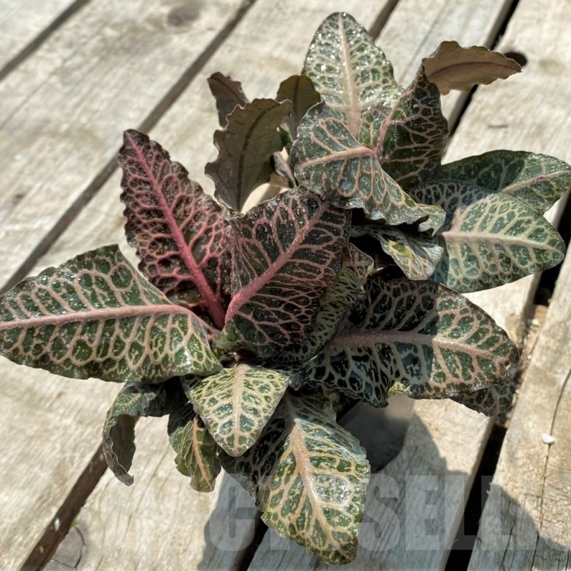 Euphorbia plants for sale Online store