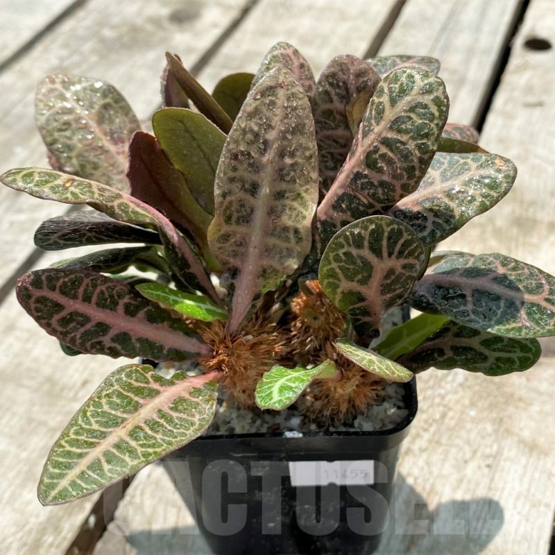Euphorbia plants for sale Online store
