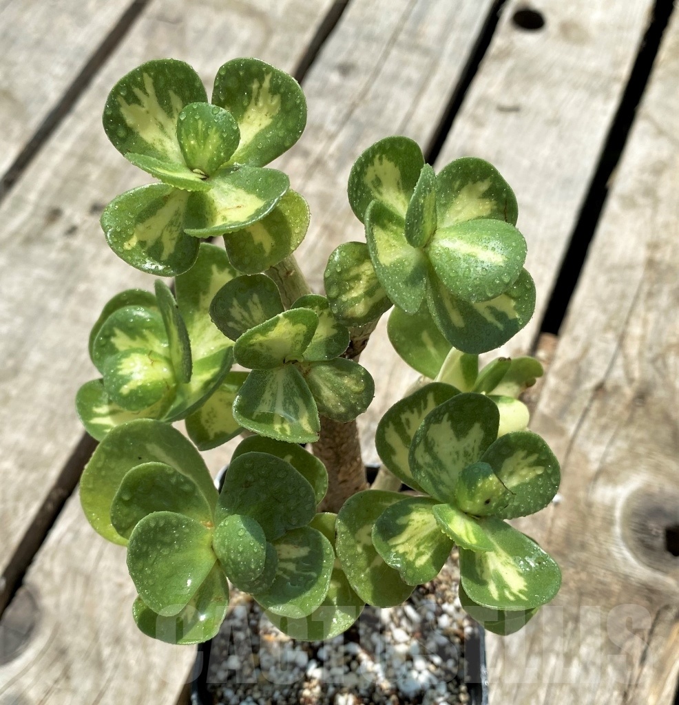 SHPR11460 Portulacaria