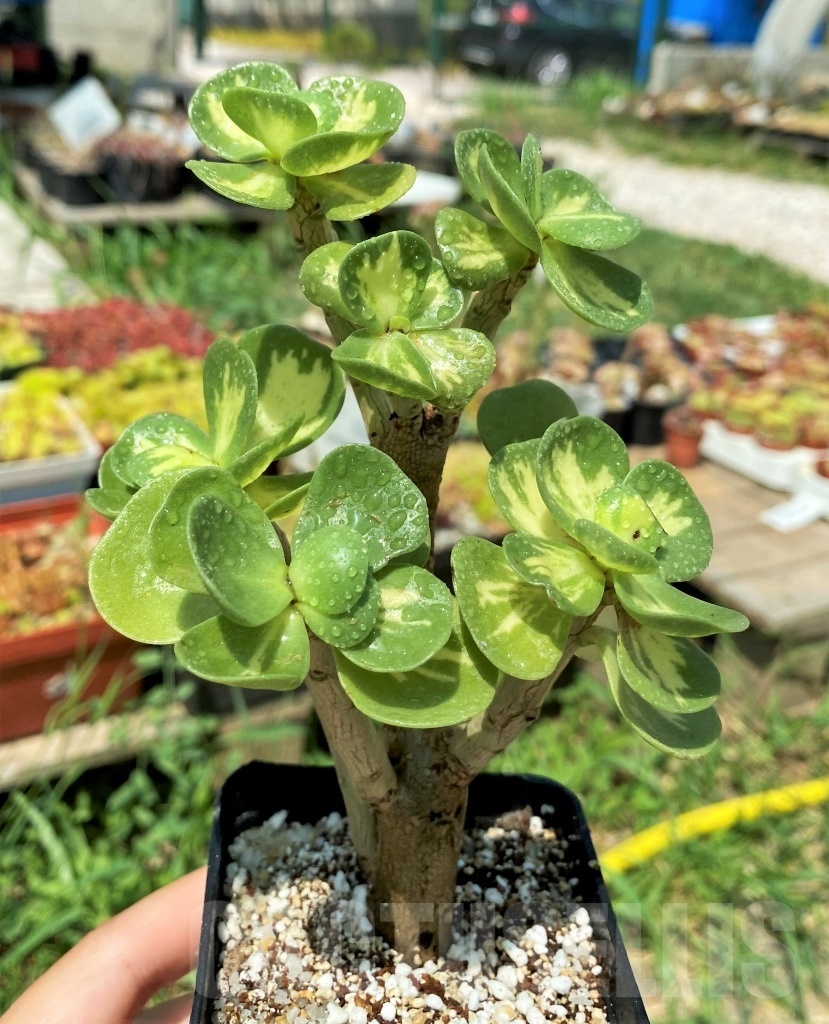 SHPR11460 Portulacaria - Image 2