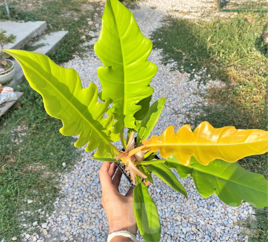 SHPR10893 Philodendron 'Golden Crocodile' - Image 2