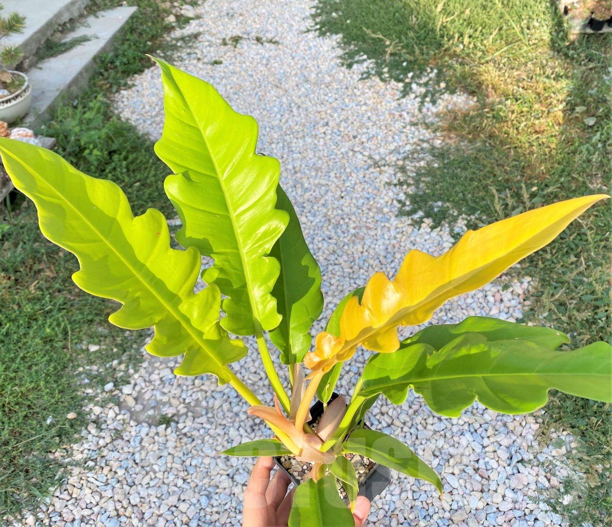 SHPR10893 Philodendron 'Golden Crocodile' - Image 3
