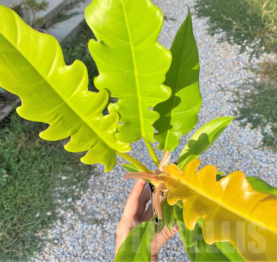 SHPR10893 Philodendron 'Golden Crocodile'