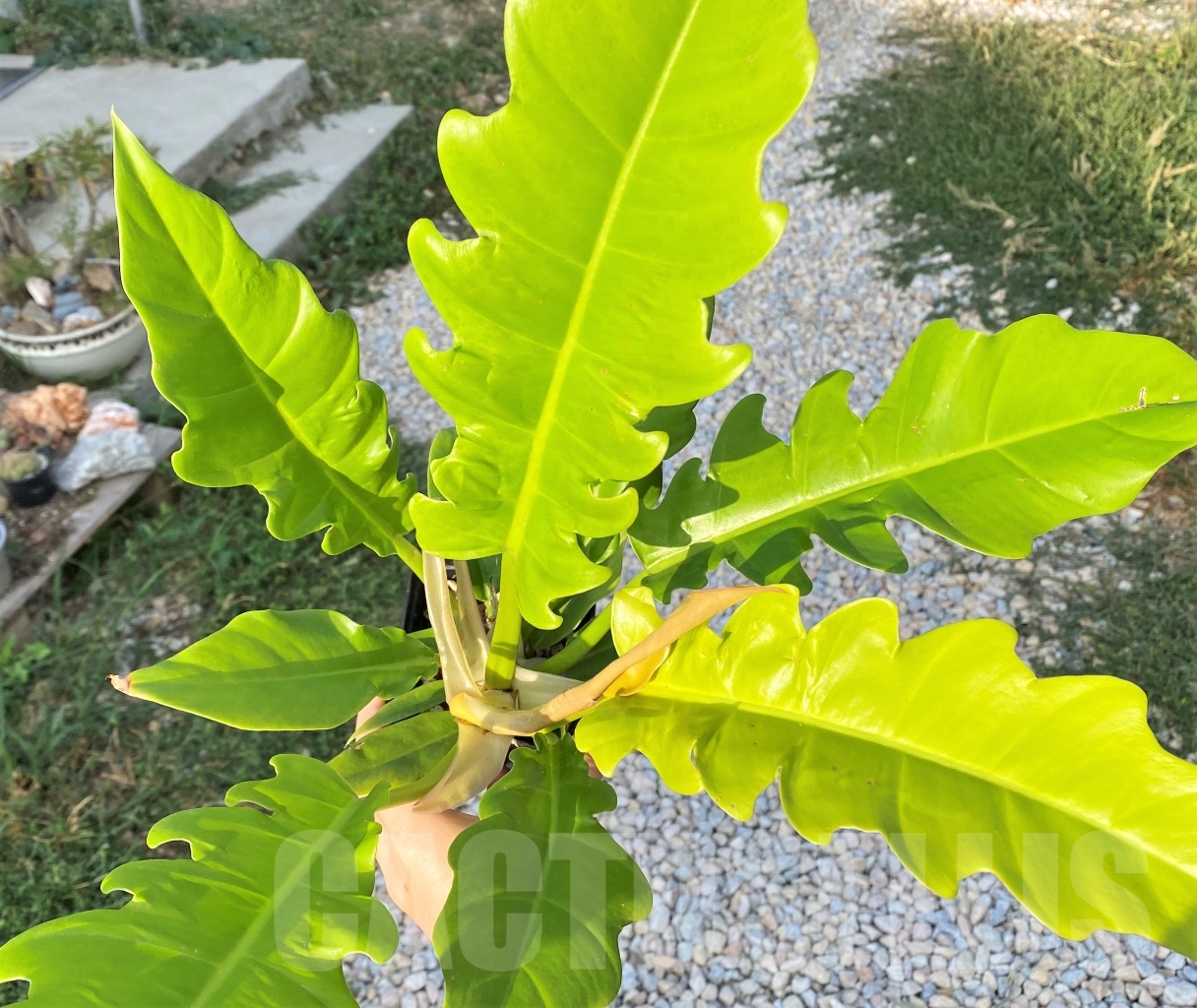 SHPR10892 Philodendron 'Golden Crocodile' - Image 2