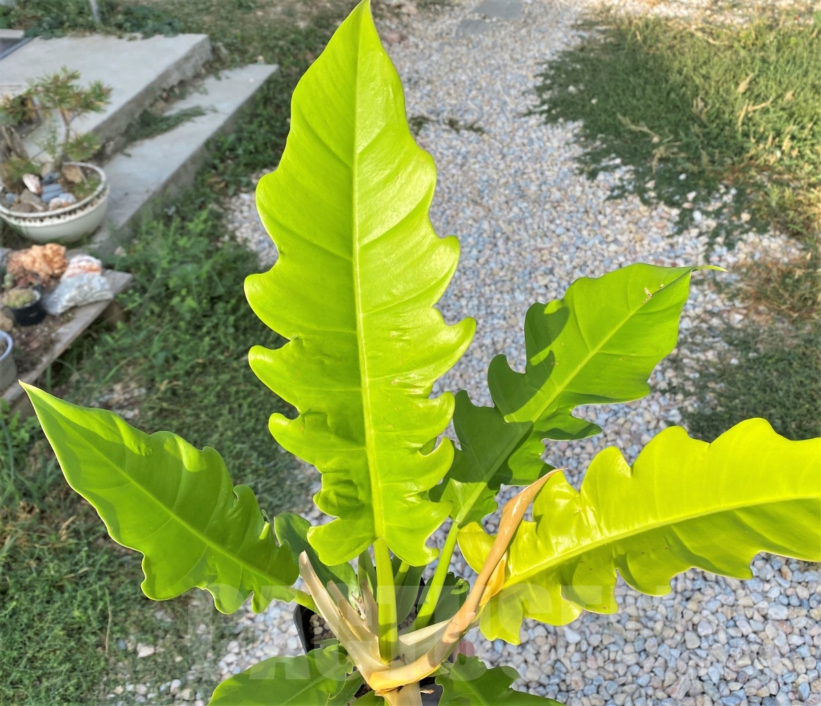 SHPR10892 Philodendron 'Golden Crocodile' - Image 3