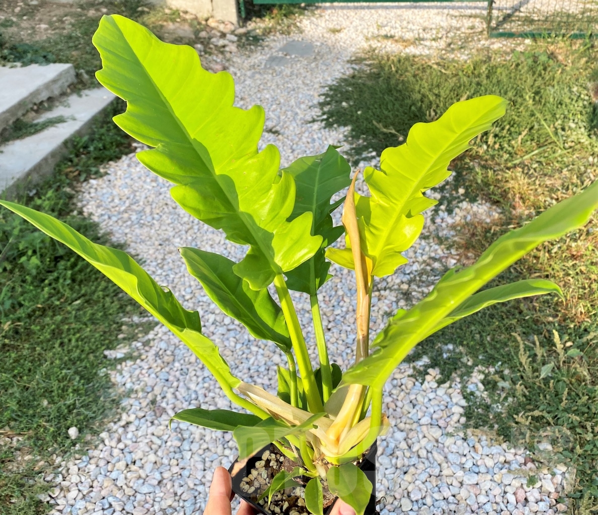 SHPR10892 Philodendron 'Golden Crocodile' - Image 4