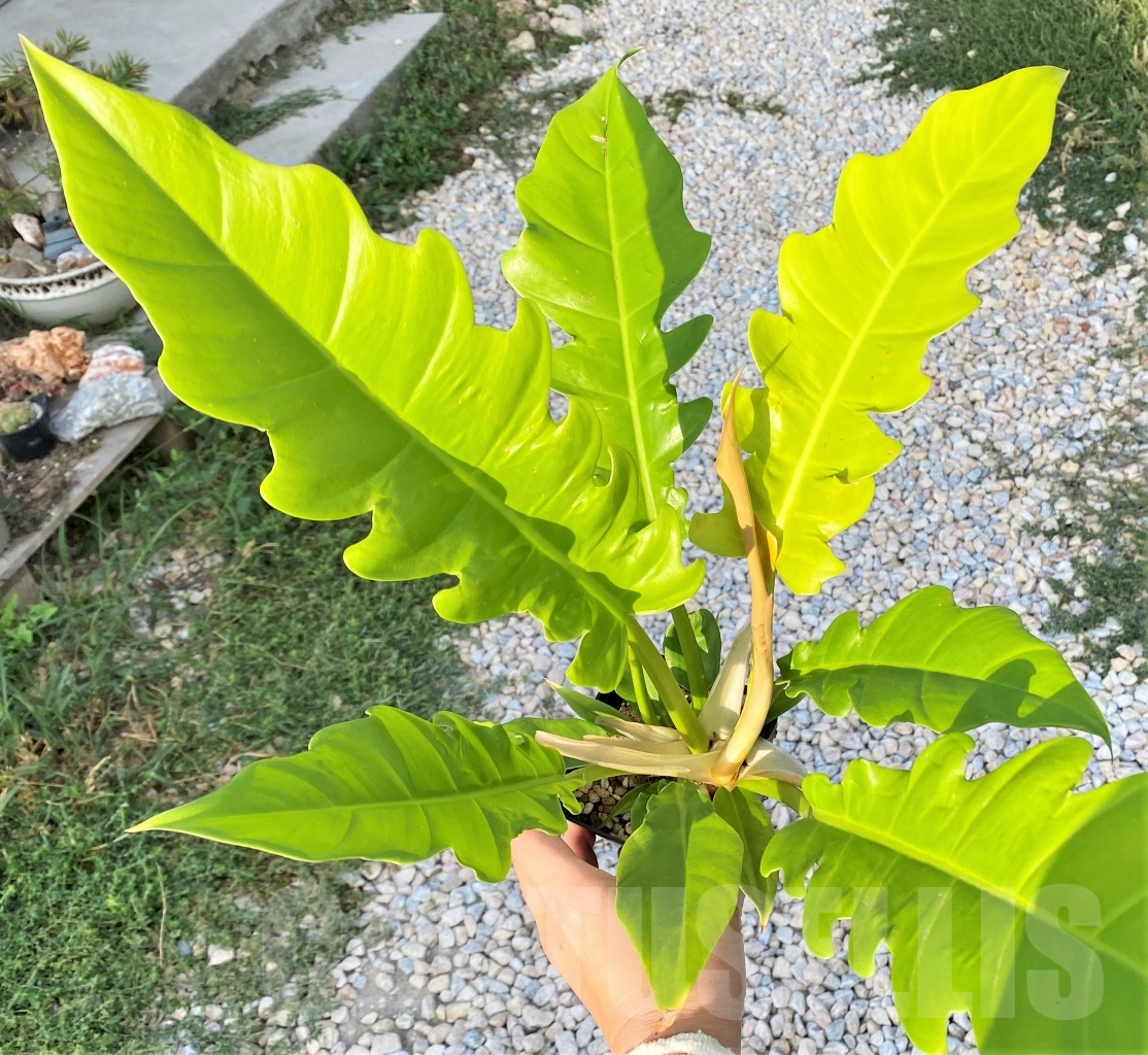 SHPR10892 Philodendron 'Golden Crocodile'