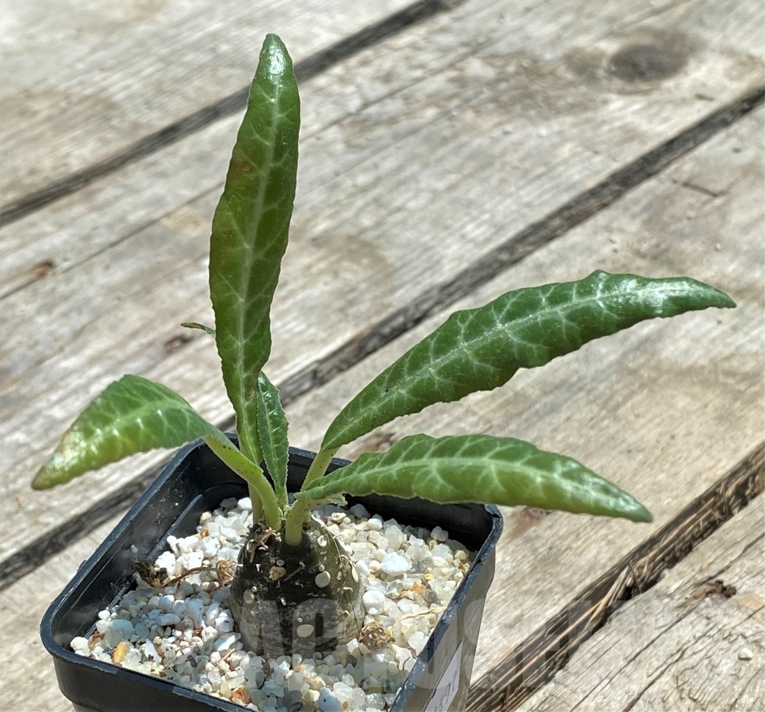 SHPR11497 Dorstenia 'Lancifolia'