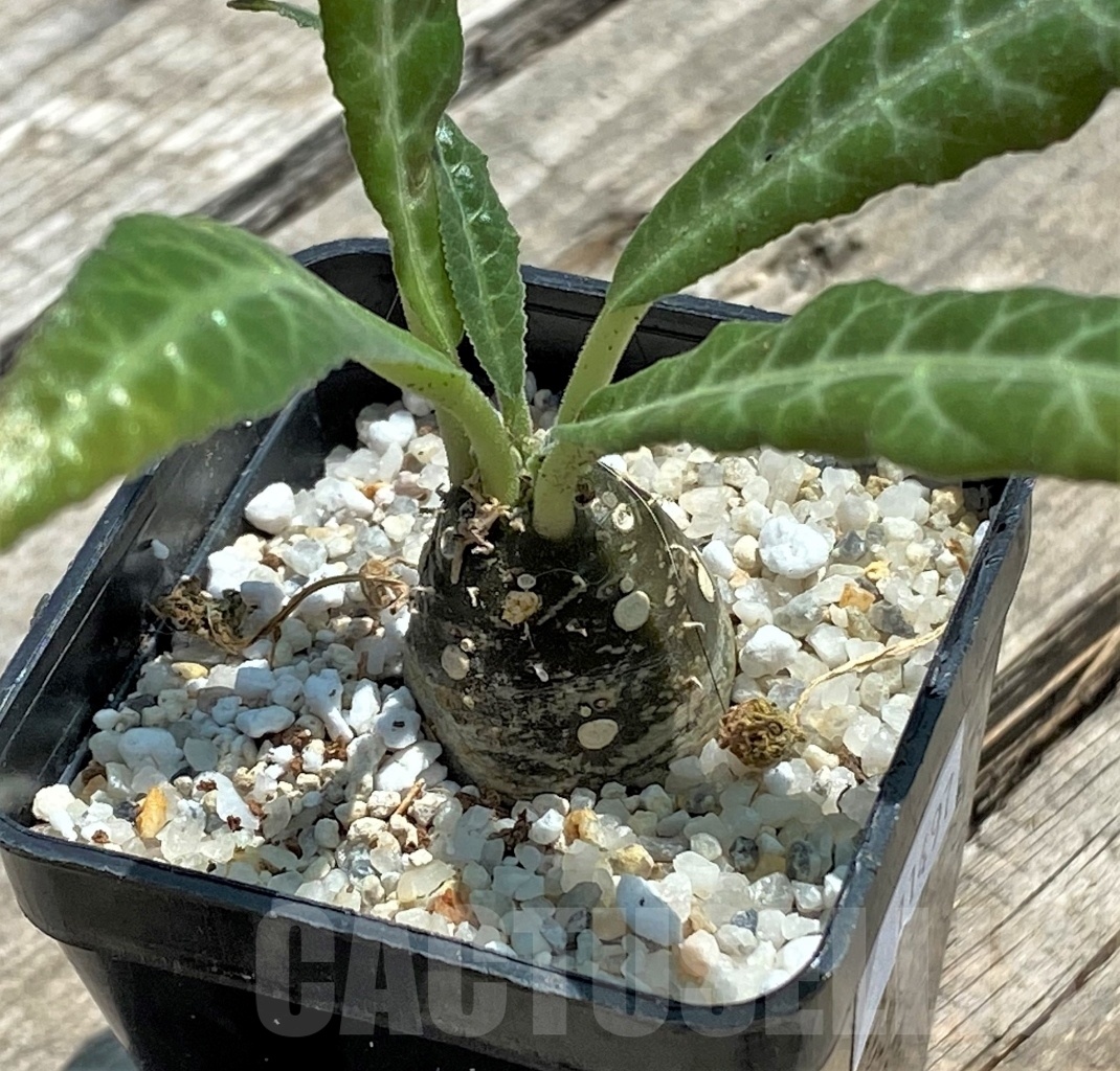 SHPR11497 Dorstenia 'Lancifolia' - Image 2