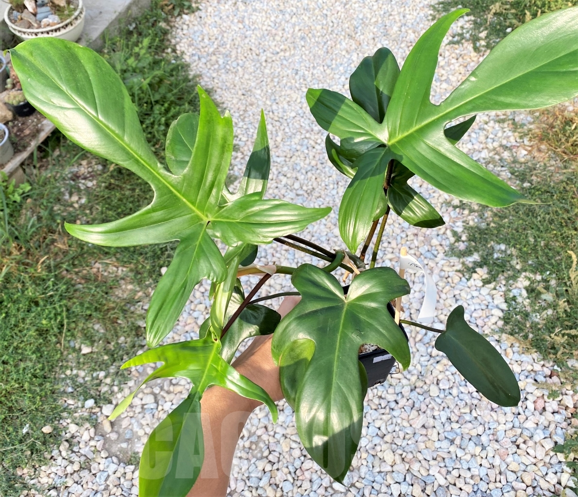 SHPR13804 Philodendron ‘Florida Beauty’ - Image 2