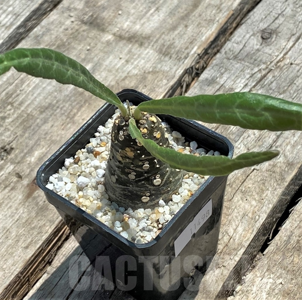 SHPR11498 Dorstenia 'Lancifolia'