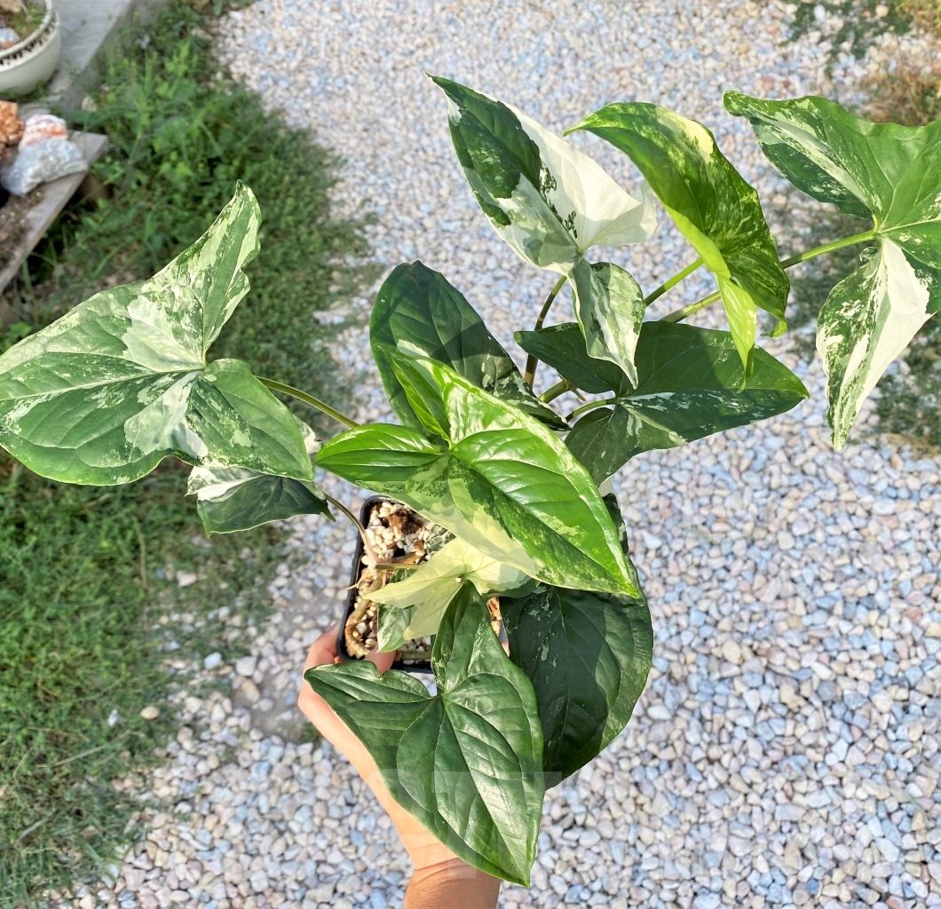 SHPR13805 Syngonium Albo variegata - Imagen 3