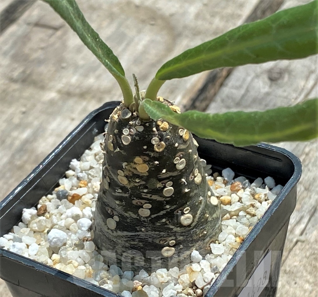 SHPR11498 Dorstenia 'Lancifolia' - Image 2