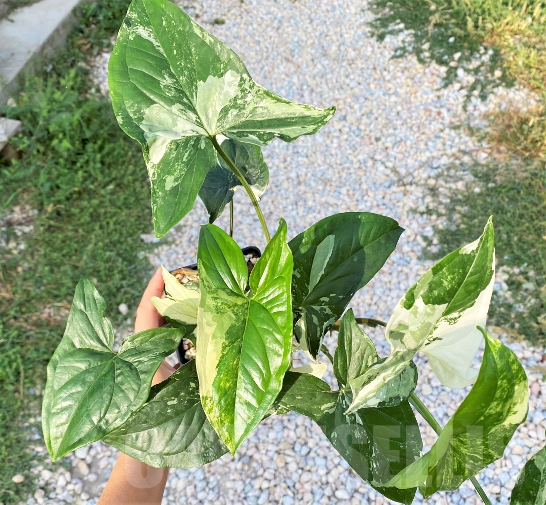 SHPR13805 Syngonium Albo variegata - Imagen 2