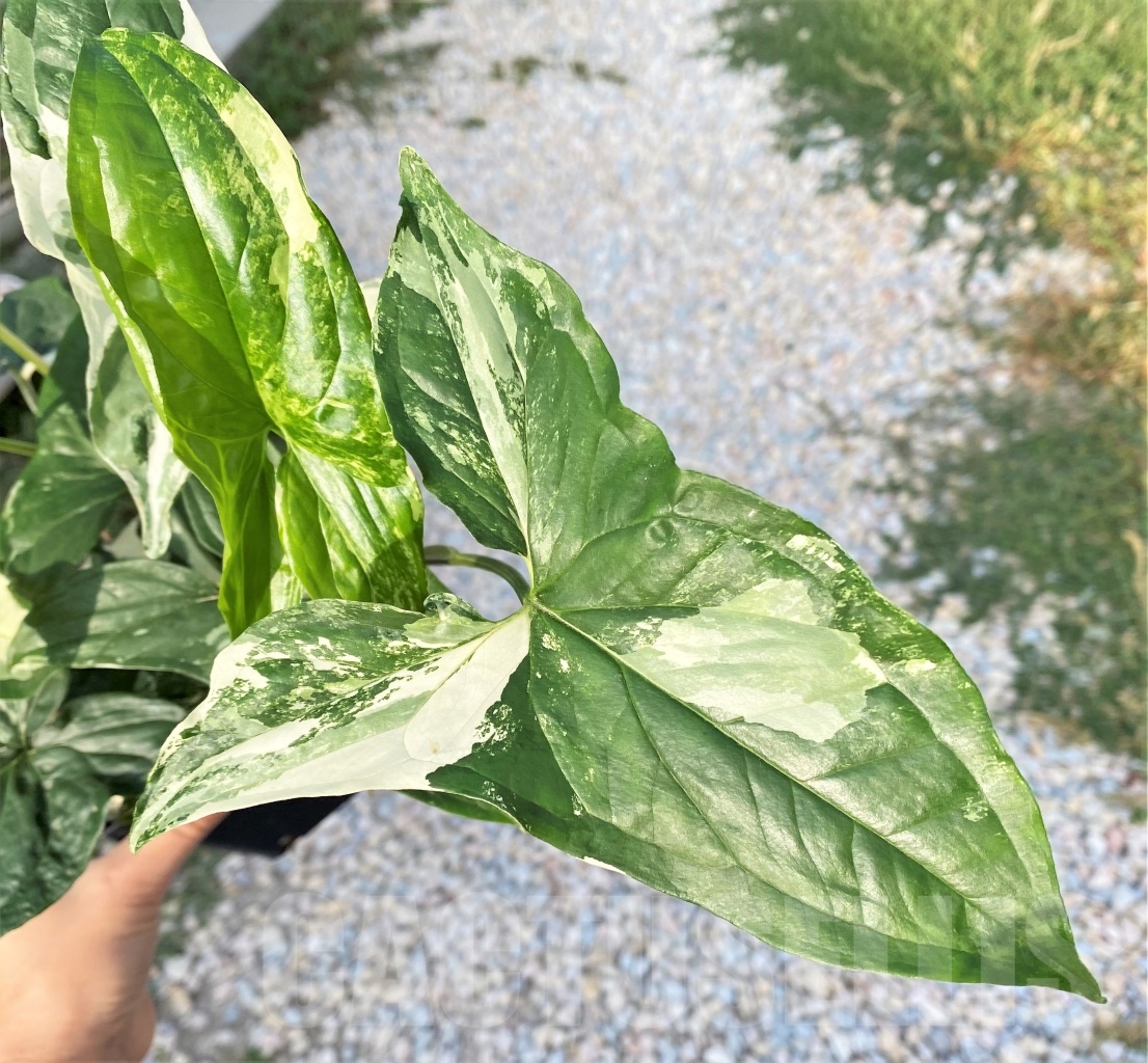 SHPR13805 Syngonium Albo variegata