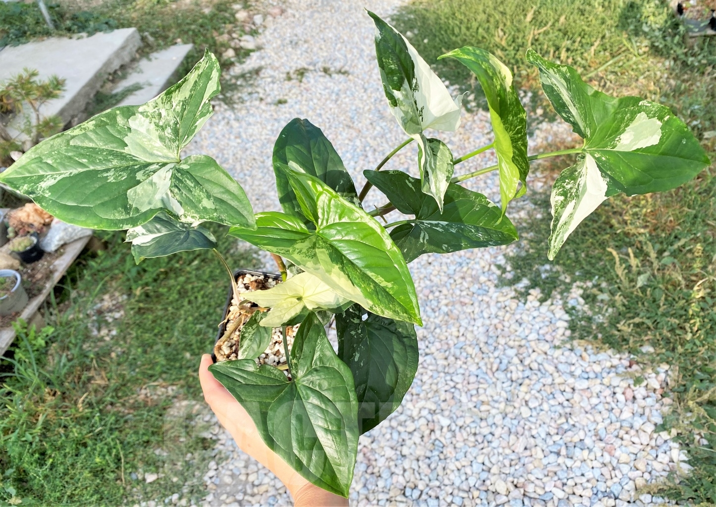 SHPR13805 Syngonium Albo variegata - Imagen 4