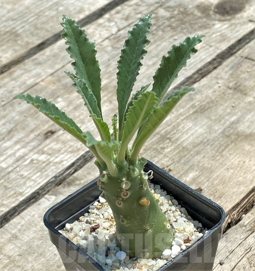 SHPR11500 Dorstenia lavrani - Image 2