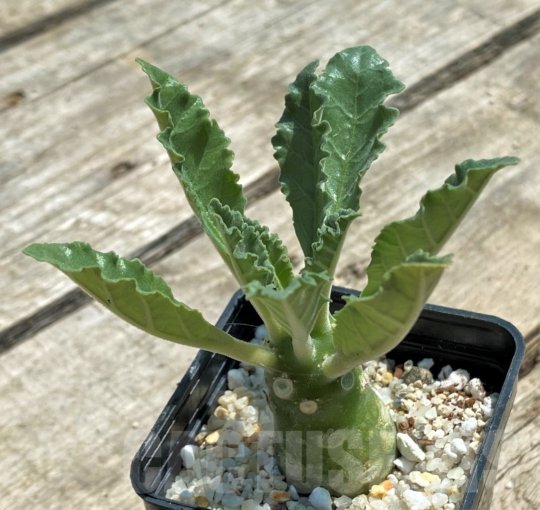 SHPR11501 Dorstenia lavrani