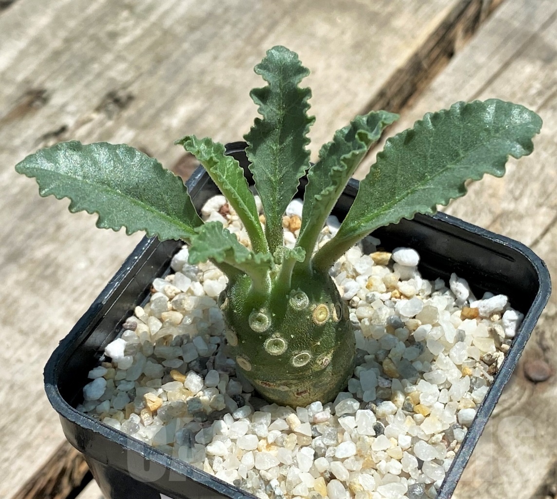 SHPR11502 Dorstenia lavrani