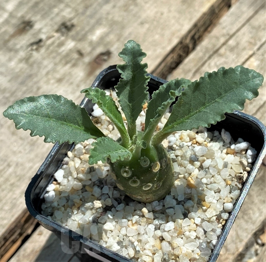 SHPR11502 Dorstenia lavrani – Bild 2