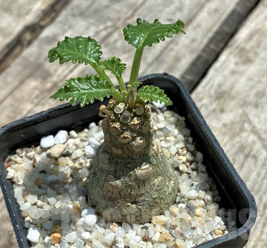 SHPR11504 Dorstenia horwoodii
