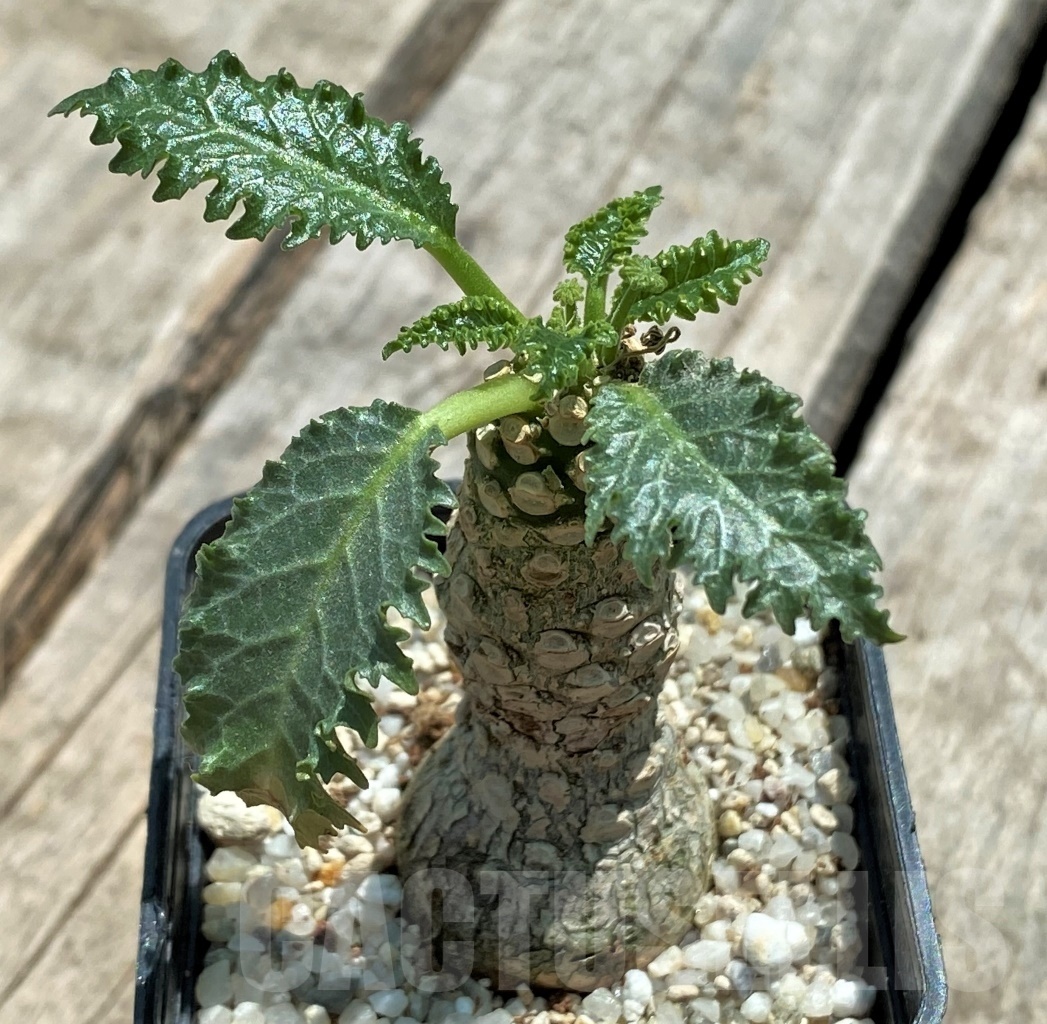 SHPR11505 Dorstenia horwoodii