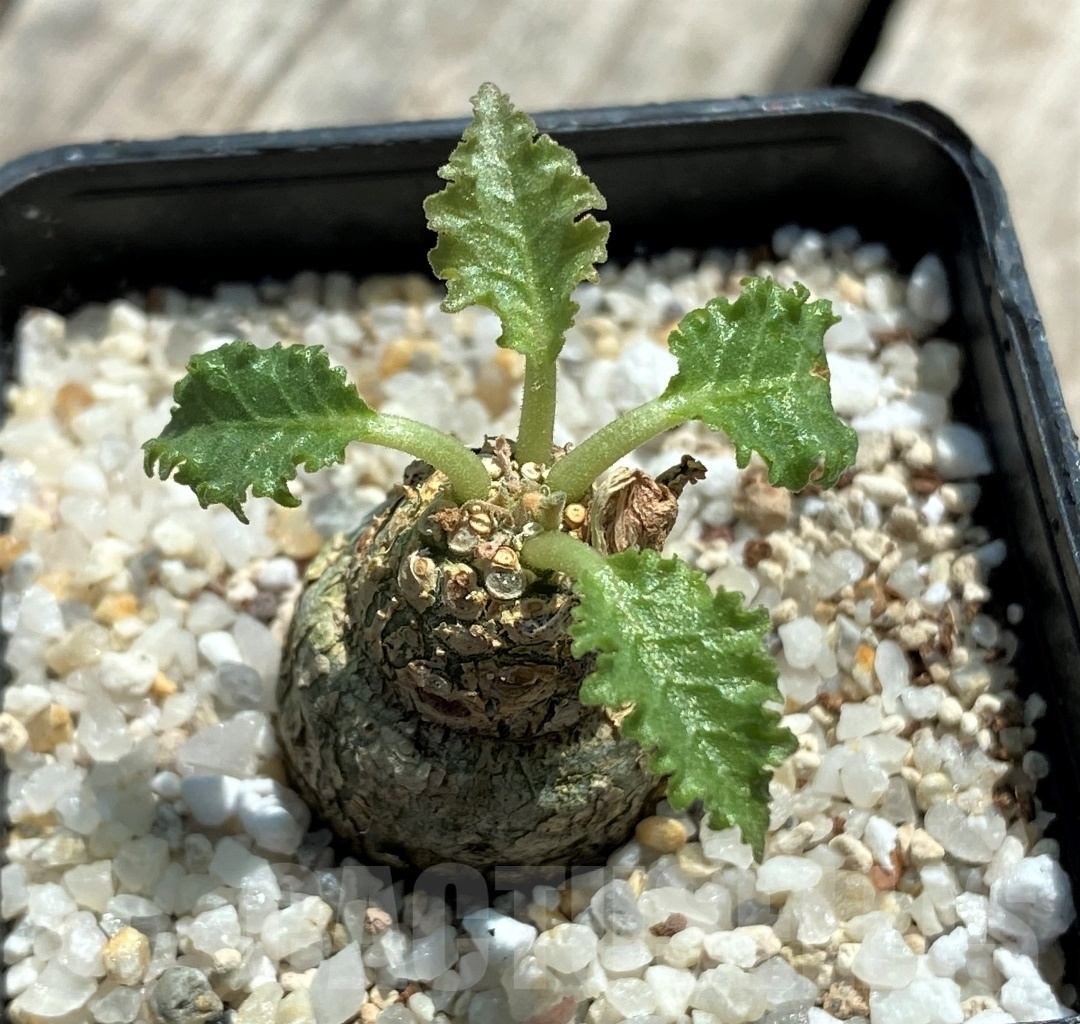 SHPR11507 Dorstenia horwoodii