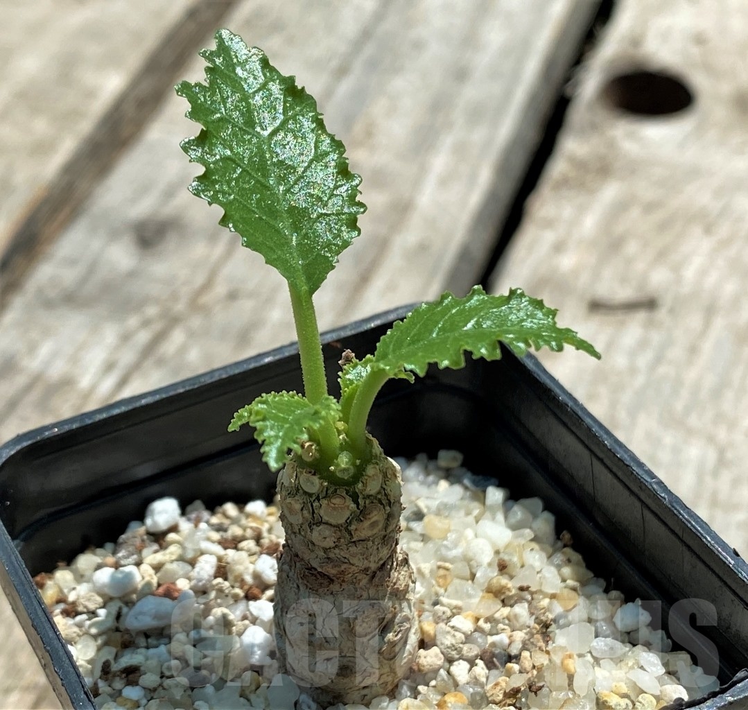 SHPR11508 Dorstenia horwoodii